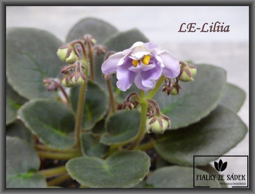 LE-Liliia